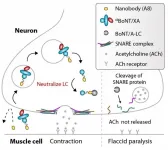 Toxin chimeras slip therapeutics into neurons to treat botulism in animals