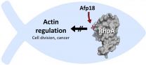 Toxin from salmonid fish has potential to treat cancer