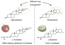 Toxin in potatoes evolved from a bitter-tasting compound in tomatoes