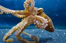 Tracking a new path to octopus and squid sensing capabilities 3