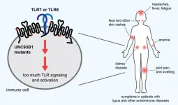 Tracking down the genetic causes of lupus to personalize treatment