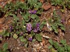 Tracking potato famine pathogen to its home may aid $6 billion global fight 2