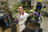 Tracking sugar movement in plants