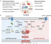 Traditional Chinese medicine unlocks new potential in treating diseases through ferroptosis regulation