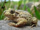 Traffic harms Asturian amphibians