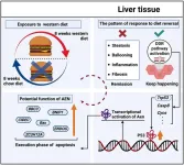 Transcriptomic landscape analysis reveals a persistent DNA damage response in metabolic dysfunction-associated steatohepatitis post-dietary intervention