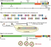 Transformation-associated recombination (TAR) cloning and its applications