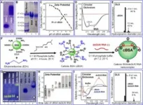 Transforming agriculture: engineered nanoparticles for plant gene regulation