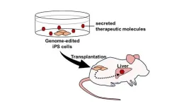 Transplantation of genome-edited iPS cells delivers therapeutic molecules in vivo