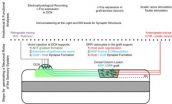 Transplanting neural progenitors to build a neuronal relay across the injured spinal cord