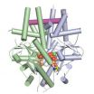 Transport molecule forms a protective structure to guide proteins to cell membrane