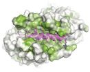 Transport molecule forms a protective structure to guide proteins to cell membrane 2