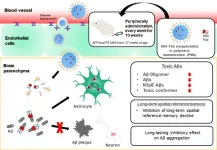 Transporting antibodies across the blood–brain barrier to treat Alzheimer’s disease