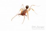 Trap-jaw ants spreading in southeastern United States