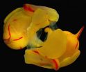 Traumatic mating may offer fitness benefits for female sea slugs