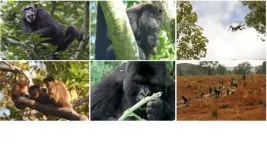 Travel paths of primates show how their minds work