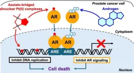 Treating prostate cancer with novel platinum complex via targeting androgen receptor signaling