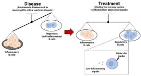 Treatment for autoimmune disorder acts on balance of immune cell types