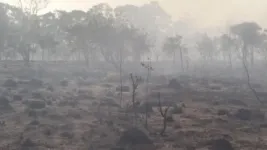 Treatment with smoke can favor seed germination in the Cerrado