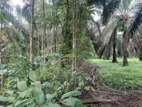 Tree islands bring biodiversity to oil palm plantations 2