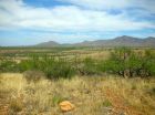 Trees and shrubs invading critical grasslands, diminish cattle production