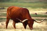 Trees and shrubs invading critical grasslands, diminish cattle production 2