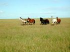 Trees and shrubs invading critical grasslands, diminish cattle production 3