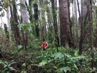 Trees in areas prone to hurricanes have strong ability to survive even after severe damage