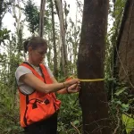 Trees in areas prone to hurricanes have strong ability to survive even after severe damage 2