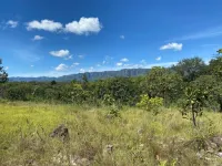 Trees in savanna areas of Cerrado produce three times more bark than species in forest areas