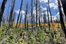 Trees might need our help to survive climate change, CSU study finds