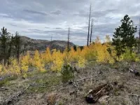 Trees might need our help to survive climate change, CSU study finds 2