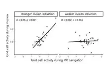 Tricking the Brain’s inner GPS: Grid cells responses to the illusion of self-location 3