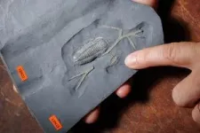 Trilobite fossils from upstate New York reveal “extra” set of legs 3