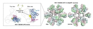 Trim the sugar: New HIV vaccine design improves immune response