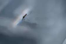 Trojan horse method gives malaria parasites a taste of their own medicine