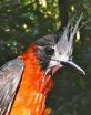 Tropical birds return to harvested rainforest areas in Brazil