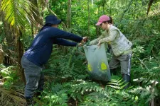 Tropical ecosystems more reliant on emerging aquatic insects, study finds, potentially putting them at greater risk