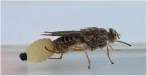 Tropical fly study shows that a mothers age and diet influences offspring health