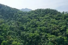 Tropical forest soils capture CO2 under elevated nitrogen deposition