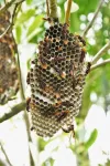 Tropical paper wasps babysit for neighbours