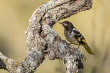 Trouble for honeyeaters that sing the wrong song