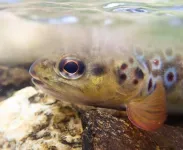 Trout in mine-polluted rivers are genetically ‘isolated’