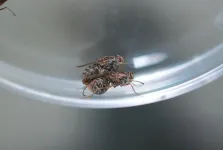 Tsetse fly fertility damaged after just one heatwave, study finds