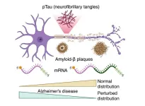 TTUHSC researcher to study protein regulation in Alzheimer’s disease