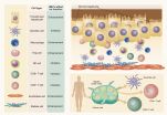 Tumor microenvironment of hepatitis B virus-associated hepatocellular carcinoma