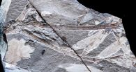 Turn back the molecular clock, say Argentina's plant fossils 3