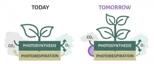 Turn problems into opportunities: Photorespiration for improved plant metabolism