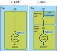 Turning plants into power houses 