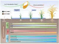 Turning waste into a solution: micro-nano bone biochar boosts rice yield and cuts toxic cadmium